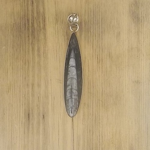 Rare Orthoceras Fossil Pendant